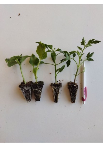 Sebze Fidesi Hobi Seti 50 Adet Sebze Fidesi fiyatları