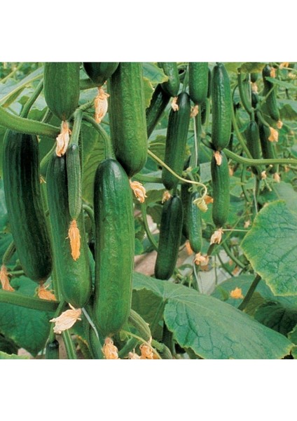 Badem F1 Salatalık Fidesi 10 Adet Bol Verimli fiyatları