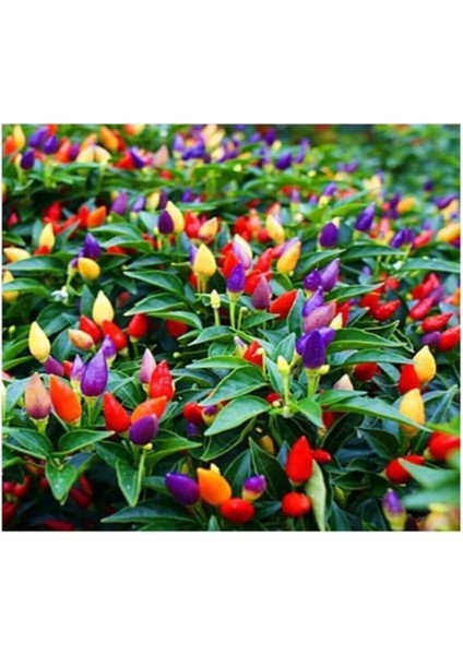 1 Adet Çin Biberi Fidesi ( Tohum Değildir Fidedir) indirimleri