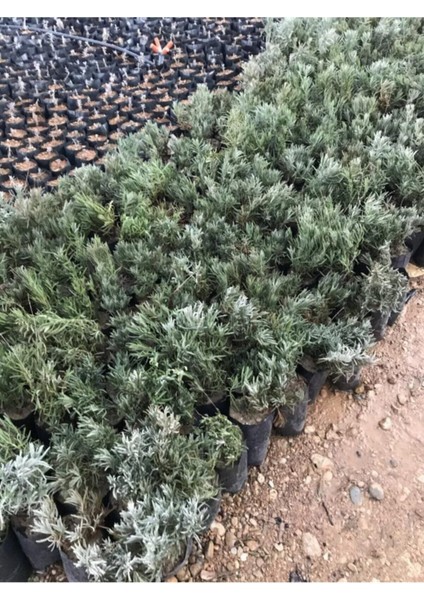 Köklenmiş Poşet Tüplü Lavanta Fidanı 1 Adet 15 - 25 cm Intermedia