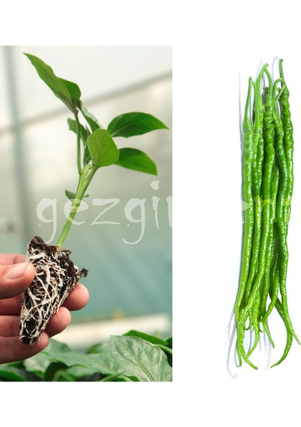 Hibrit Acı Kıl Biber Fidesi 10 Adet