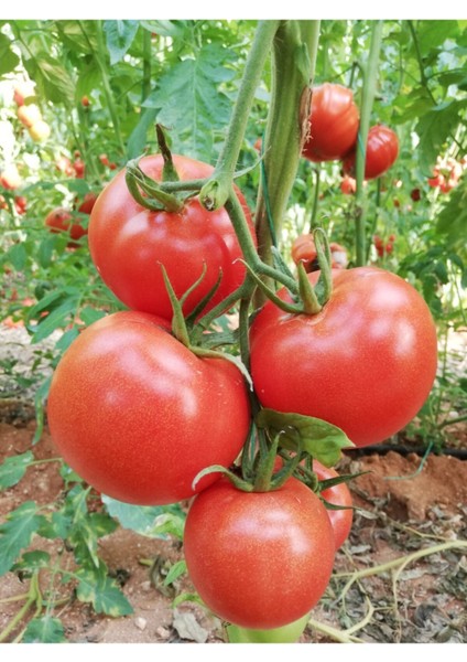 Sırık Domates Fidesi (6'lı Ambalaj) Özel Köpük Kutuda