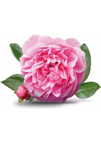 Saksılı Isparta Gül Fidanı 1 ADET Yoğun Kokulu 40-60Cm modelleri