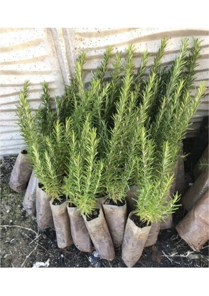 Biberiye Fidanı 5 Adet 20-30 cm (Rosmarinus Officinalis)