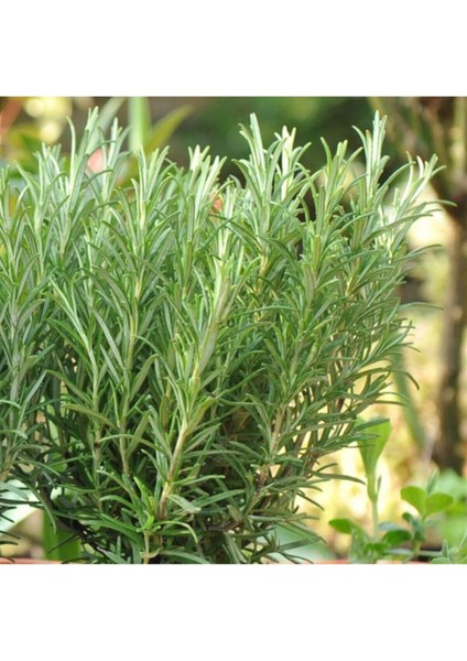 Biberiye Fidanı 5 Adet 20-30 cm (Rosmarinus Officinalis)