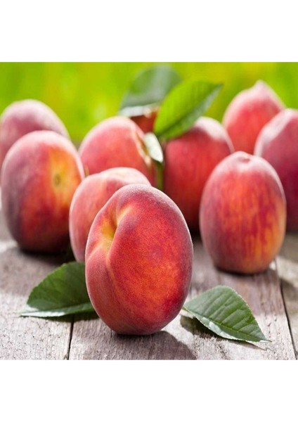 Şeftali Fidanı 1 ADET Saksılı 50-70Cm(Peach) fiyatları