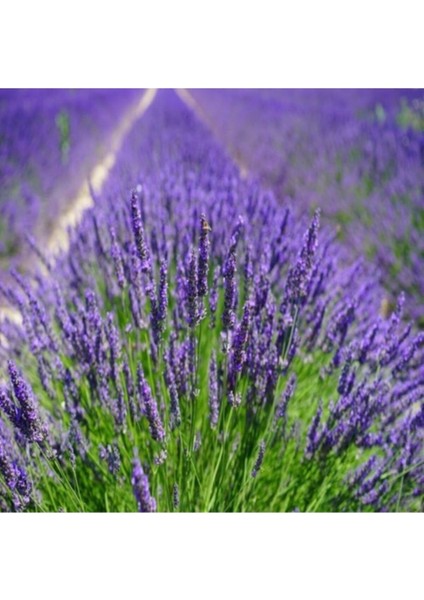 Yoğun Kokulu Lavanta Fidanı 1 Adet fiyatları