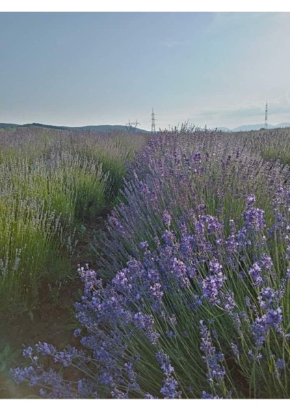 10 Adet Tüplü Intermedia Lavanta Fidesi Fidanı