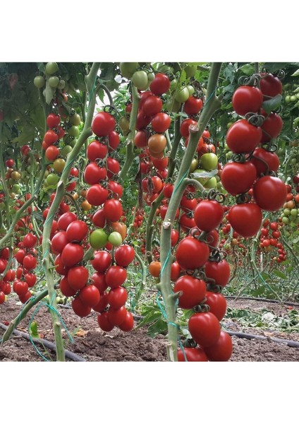 Sırık Domates Fidesi (Kokteyl) F1 1. Kalite 6 Adet