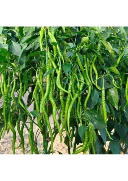 Tatlı Kıl Biber Fidesi F1 10 Adet fiyatları