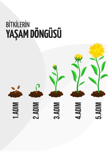 Kazayağı Çiçeği Fidesi 10 Adet 5CM-15CM