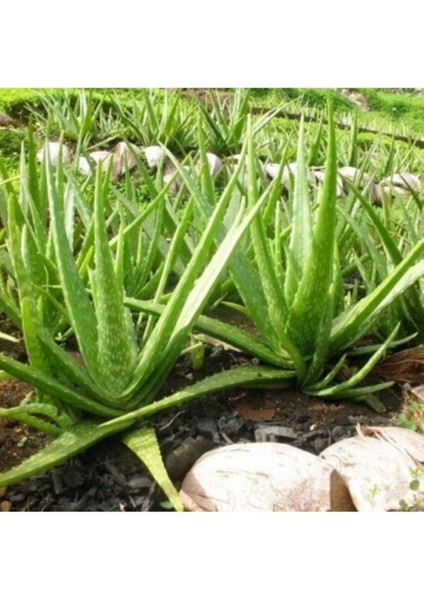 Serada Decor Plant Bol Yavrulu Aloe Vera Çiçeği Bitkisi (Cilt Için Uygun) Sırrısabır Bitkisi