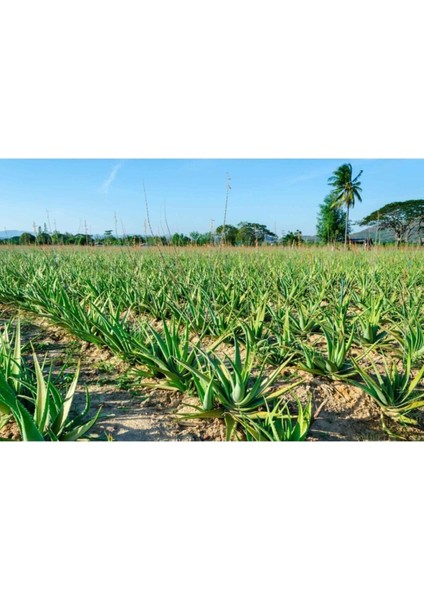 Serada Decor Plant Bol Yavrulu Aloe Vera Çiçeği Bitkisi (Cilt Için Uygun) Sırrısabır Bitkisi