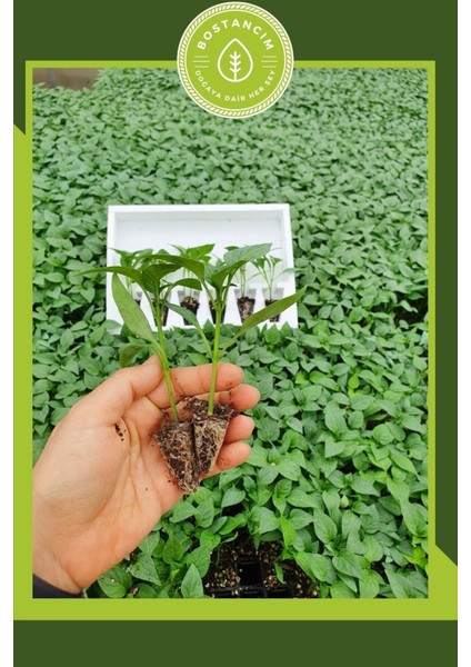 Urfa Biberi Fidesi (12'li Ambalaj) Bol Verimli