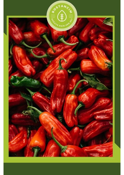 Urfa Biberi Fidesi (12'li Ambalaj) Bol Verimli modelleri