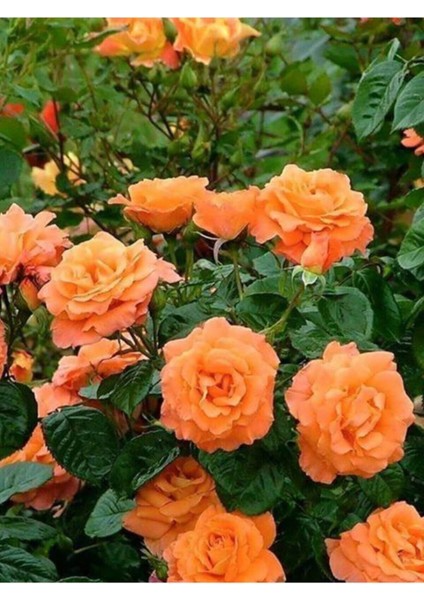 Yediveren Somon Kayısı Sarmaşık Gül Fidanı 15-25 cm