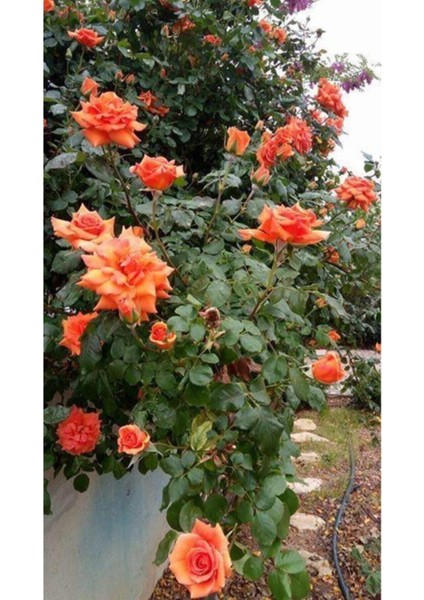 Yediveren Somon Kayısı Sarmaşık Gül Fidanı 15-25 cm fiyatları