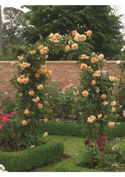 Yediveren Somon Kayısı Sarmaşık Gül Fidanı 15-25 cm modelleri