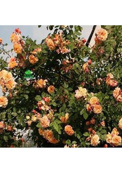 Yediveren Somon Kayısı Sarmaşık Gül Fidanı 15-25 cm fırsatları