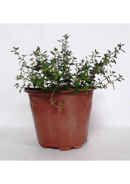 Serada Decor Plant Saksılı Dağ Bahçe Kekiği Fidanı 10-20 cm 1 Adet Thymus Vulgaris