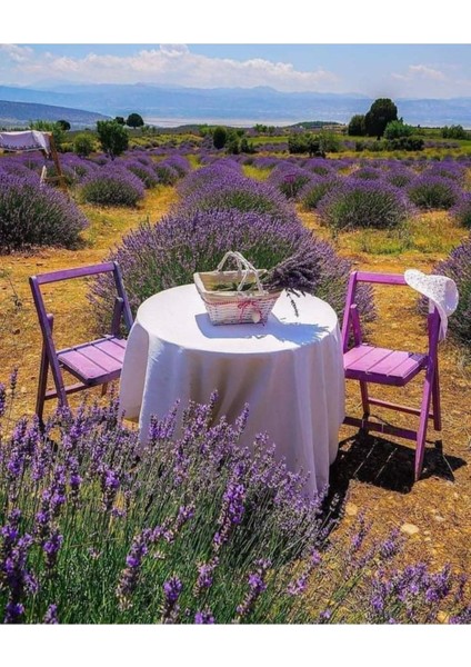 10 Adet Açık Köklü Intermedia Lavanta Fidesi Fidanı