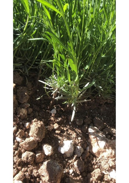 10 Adet Açık Köklü Intermedia Lavanta Fidesi Fidanı fiyatları