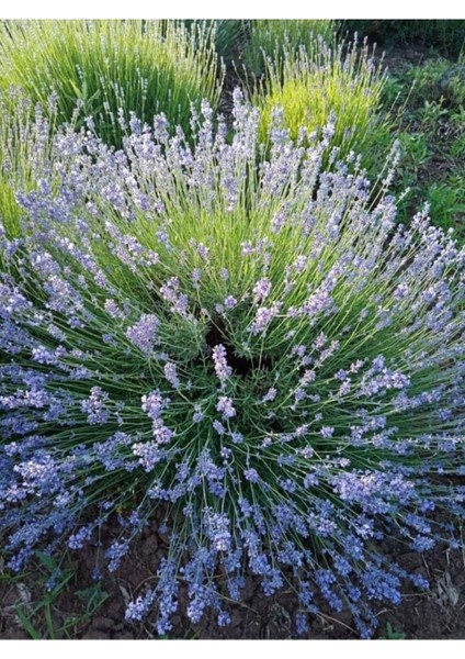 10 Adet Açık Köklü Intermedia Lavanta Fidesi Fidanı indirimleri