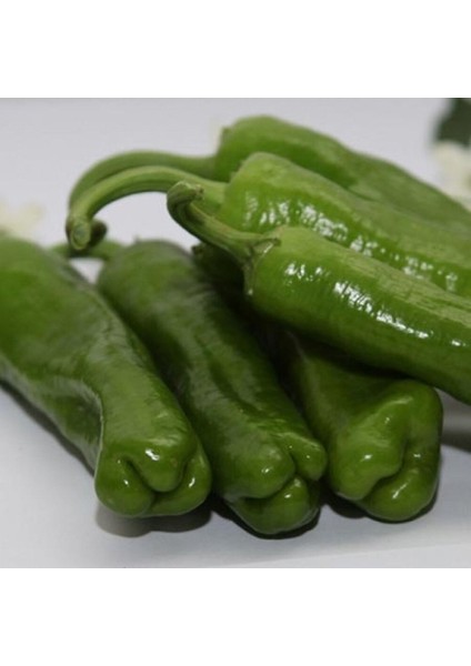 Mazamort (Köy Biberi ) Üç Burun Biber Fidesi 10 Lu Ambalaj