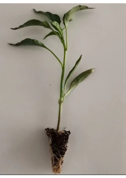 Mazamort (Köy Biberi ) Üç Burun Biber Fidesi 10 Lu Ambalaj fiyatları