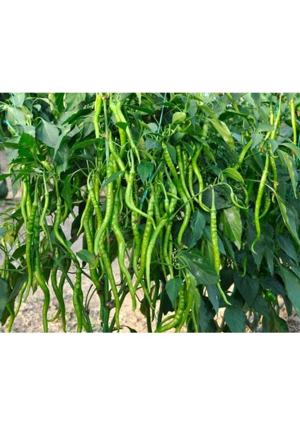 Kıl Biber Fidesi 6 Adet Kıl Biber Çitili Fidesi