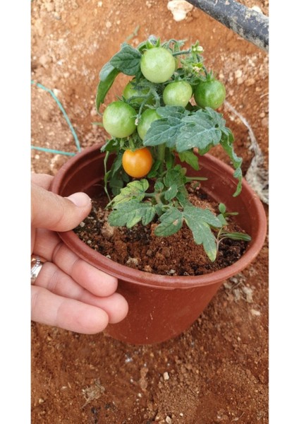 Bodur Cherry Domates Fidesi (6'lı Ambalaj) fiyatları