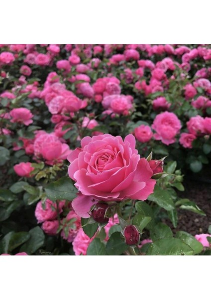 Saksılı Kokulu Pembe Gül Fidanı