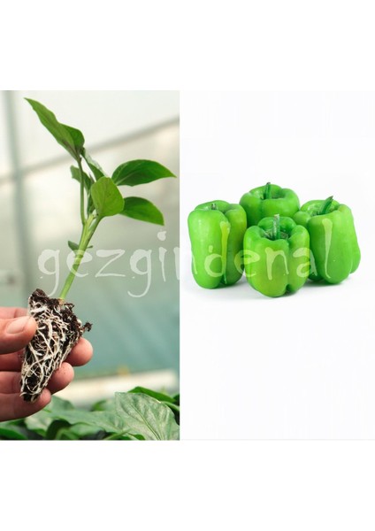 Dilber F1 Biber Fidesi 10 Adet (Yalnızca Mağazasından Alacagınız Ürünler Orjinaldir.)