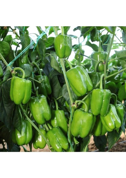 Dolmalık Biber Fidesi 6 Adet