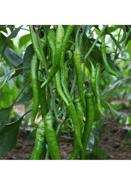 5 Adet Tatlı Sivri Biber Fidesi