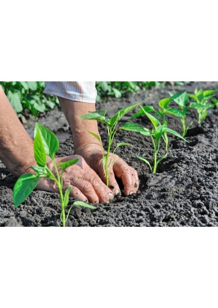 5 Adet Tatlı Sivri Biber Fidesi fiyatları