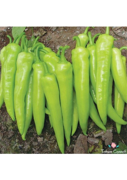 Çarliston Biber Fidesi 20 Li