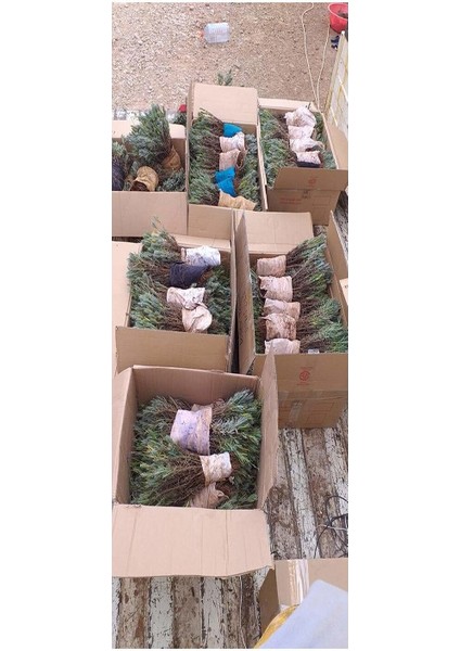 10 Adet Açık Köklü Angustifolia Lavanta Fidanı Fidesi modelleri