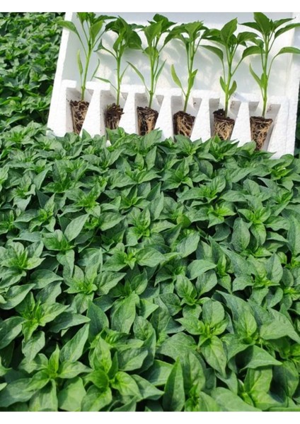 4 Adet Rengarenk Süs Biberi Fidesi ( Tohum Değildir Fidedir) modelleri