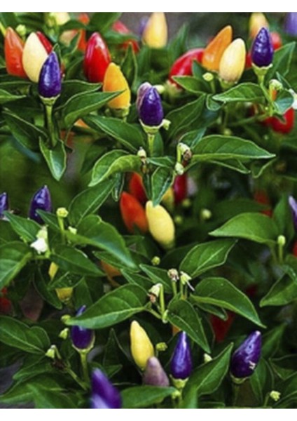 4 Adet Rengarenk Süs Biberi Fidesi ( Tohum Değildir Fidedir) fırsatları