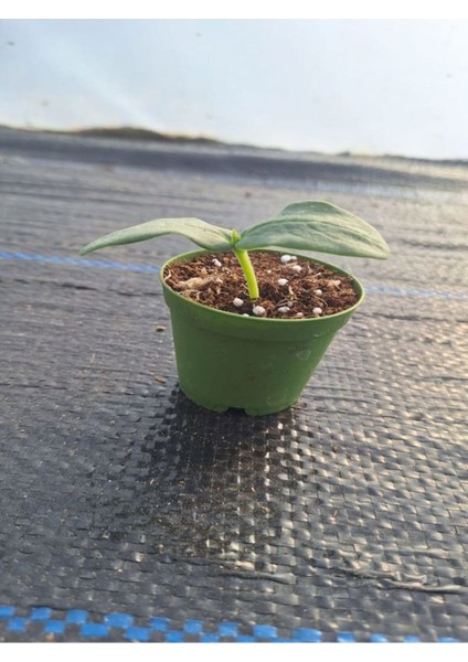 1 Adet Sırık (Askılık) Salatalık Fidesi (5-10 Cm) ( Tohum Değildir Fidedir)