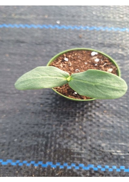 1 Adet Sırık (Askılık) Salatalık Fidesi (5-10 Cm) ( Tohum Değildir Fidedir) fiyatları