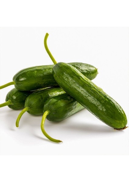 Ufak Taneli Badem Salatalık Fidesi-5 Adet Bol Verimli