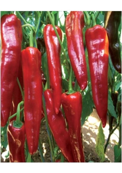 6 Adet Yerli Kapya Biberi Fidesi