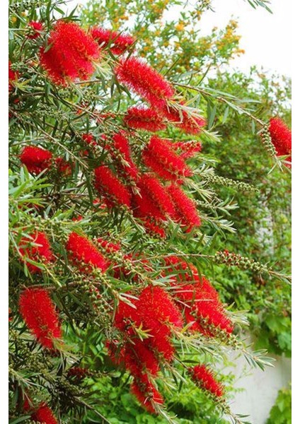 Fırça Çalısı Çiçeği Fidanı 40-60 cm