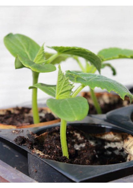 3 Adet Turşuluk Salatalık Fidesi (5-10 Cm) (Tohum Değildir Fidedir) fiyatları