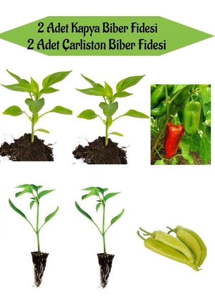 Fide Seti 2 Adet Kapya(Salçalık) Biber Fidanı+ 2 Adet Çarliston Sarı Biber Fidanı