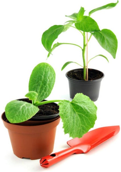 1 Adet Kabak Fidesi+1 Adet Tatlı Biber Fidesi Bahçe Balkon Seti