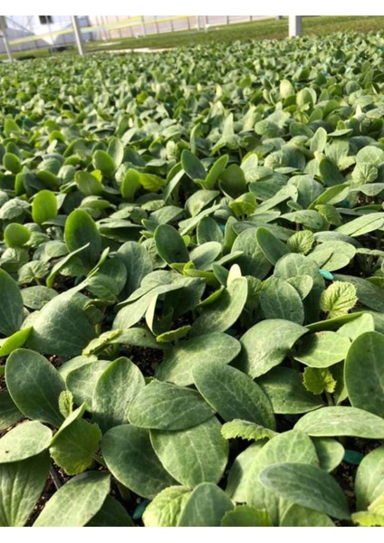 1 Adet Kabak Fidesi+1 Adet Tatlı Biber Fidesi Bahçe Balkon Seti fiyatları