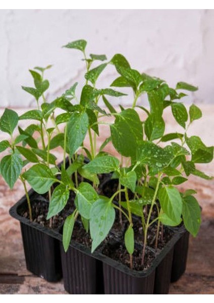 1 Adet Kabak Fidesi+1 Adet Tatlı Biber Fidesi Bahçe Balkon Seti modelleri